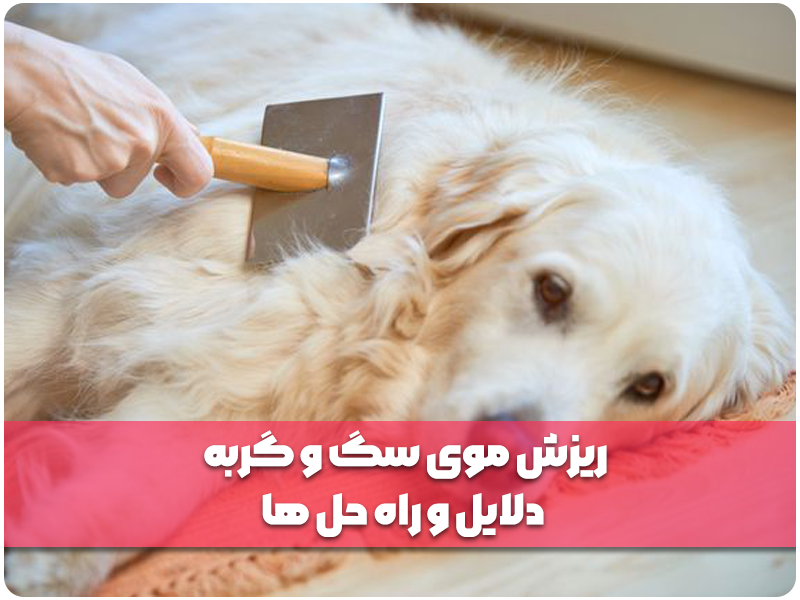 ریزش موی سگ و گربه ، دلایل و راه حل ها